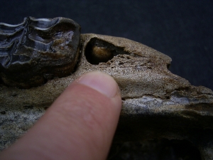 Wild horse skull - juvenile