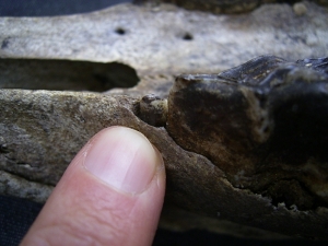 Wild horse skull - juvenile