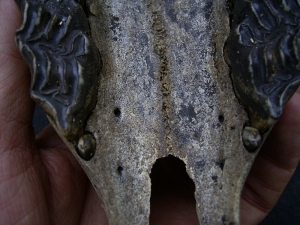 Wild horse skull - juvenile