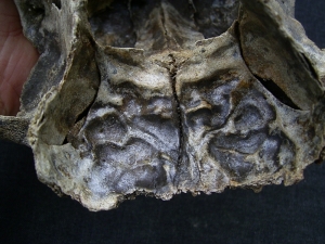 Wild horse skull - juvenile