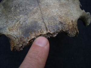 Wild horse skull - juvenile