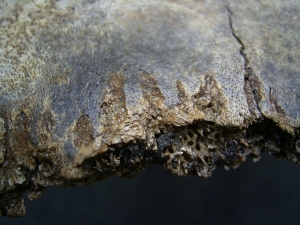 Wild horse skull - juvenile