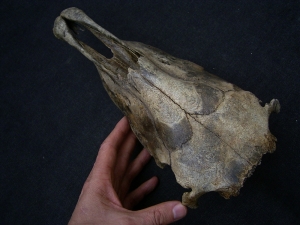 Wild horse skull - juvenile