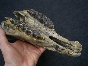 Wild horse skull - juvenile