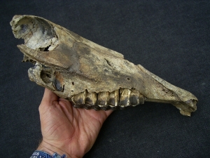 Schädel eines juvenilen Wildpferdes