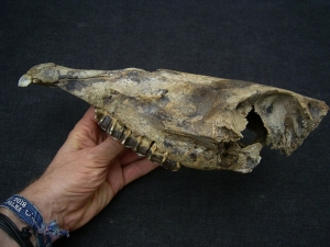 Wild horse skull - juvenile