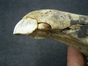 Wild horse skull - juvenile