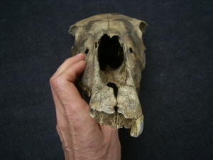 Wild horse skull - juvenile