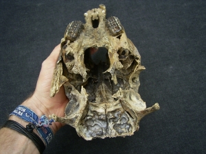 Wild horse skull - juvenile