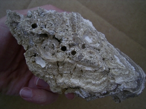 Stromatolithe smaller piece, natural