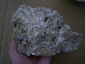 Stromatolithen - mittlere Stufe, naturbelassen