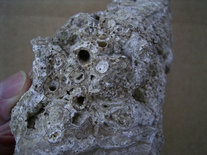 Stromatolithes medium sized piece, natural