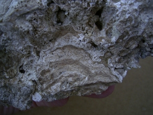 Stromatolithes medium sized piece, natural