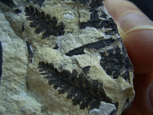 Plant fossils Nemejcopteris feminaeformis from unusuallocation