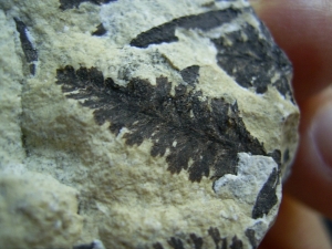 Plant fossils Nemejcopteris feminaeformis from unusuallocation