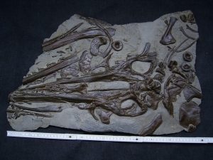 Ichthyosaur skull