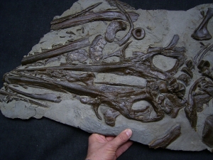 Ichthyosaurus Schädel