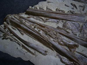 Ichthyosaurus Schädel