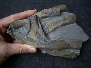 Ichthyosaur ribs