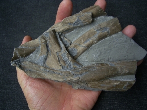 Ichthyosaur ribs