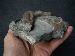 Ichthyosaurus Rippen