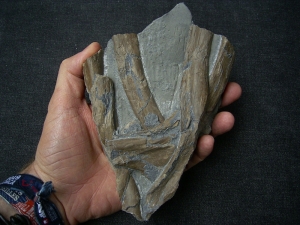 Ichthyosaurus Rippen