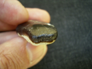 Placodus gigas tooth
