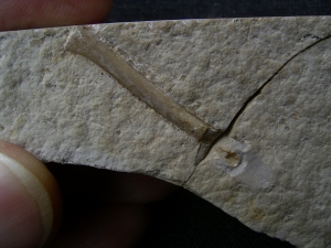 Pterosaur bone, Solnhofen limestone