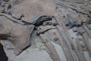 Ichthyosaurier-Teilskelett