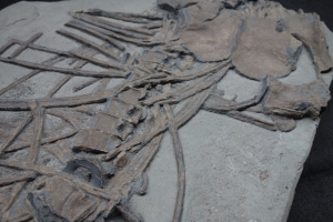 Ichthyosaur partial skeleton