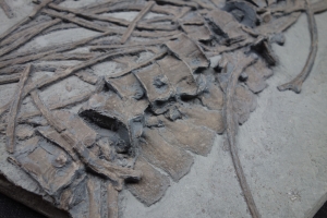 Ichthyosaur partial skeleton