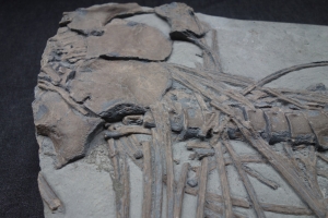 Ichthyosaur partial skeleton