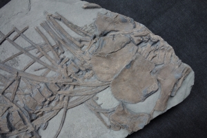 Ichthyosaur partial skeleton