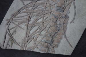 Ichthyosaur partial skeleton