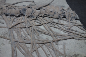 Ichthyosaur partial skeleton