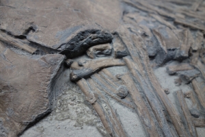 Ichthyosaurier-Teilskelett