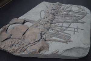 Ichthyosaur partial skeleton