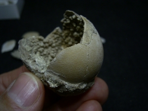 Bird egg Palaeolodus