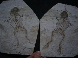 Frosch Fossil aus der Kreide