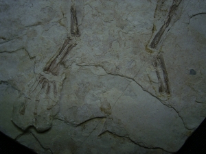 Frosch Fossil aus der Kreide
