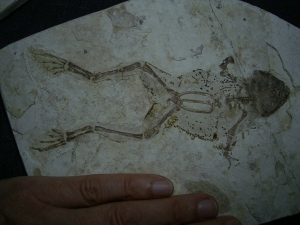 Frog fossil cretaceous age