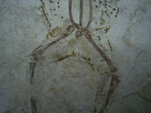 Frog fossil cretaceous age