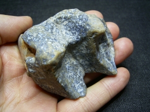 Deinotherium giganteum tooth