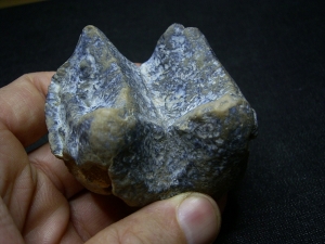 Deinotherium giganteum tooth
