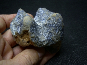 Deinotherium giganteum tooth