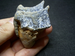 Deinotherium giganteum tooth