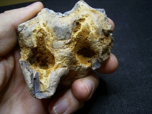 Deinotherium giganteum tooth