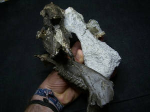 Horse ancestor Palaeotherium skull with jaw