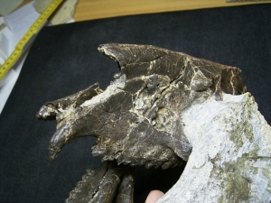 Horse ancestor Palaeotherium skull with jaw