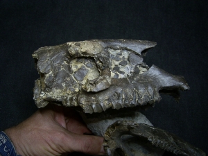 Horse ancestor Palaeotherium skull with jaw